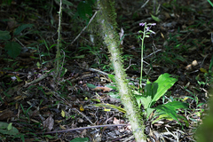 Calanthe sylvatica