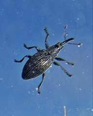 Catapion