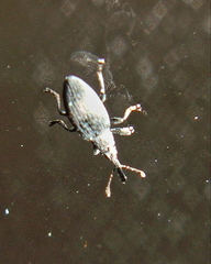 Catapion