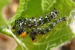 Filodes fulvidorsalis