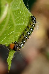 Filodes fulvidorsalis