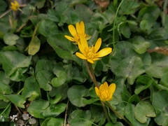 Ficaria verna