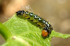 Filodes fulvidorsalis