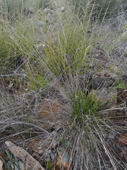 Melica californica