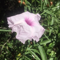 Ipomoea platensis