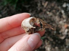 Streptopelia decaocto