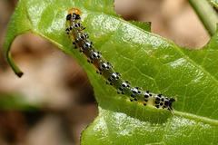 Filodes fulvidorsalis