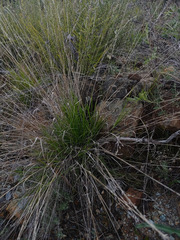 Melica californica