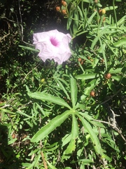 Ipomoea platensis