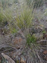 Melica californica