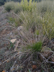 Melica californica