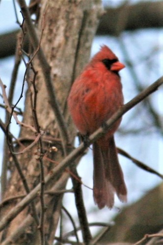 Northern Cardinal photographed in Pennsylvania