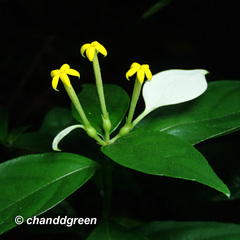 Mussaenda pubescens
