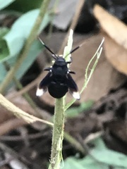 Myrmecopsis strigosa