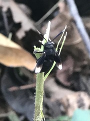 Myrmecopsis strigosa