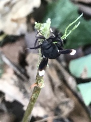 Myrmecopsis strigosa
