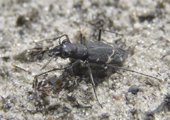 Cicindela sylvatica