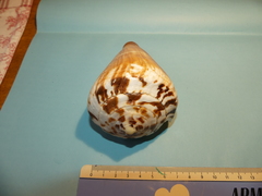 Conus vexillum