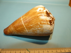 Conus vexillum