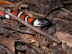 Lampropeltis zonata
