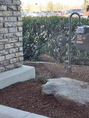 Euphagus cyanocephalus