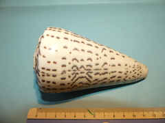 Conus leopardus