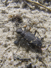 Cicindela sylvatica