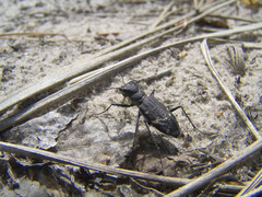 Cicindela sylvatica