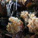 White Coral Fungus - Photo (c) Stu Phillips, some rights reserved (CC BY-SA)