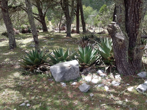 Agave gentryi (Agave gentryi)