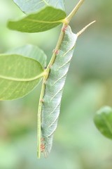 Smerinthinae