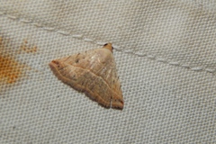 Eublemma gayneri