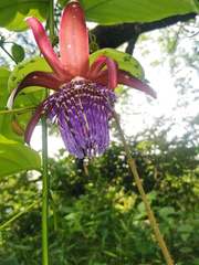 Passiflora ambigua