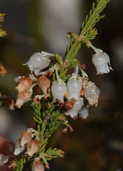 Erica glomiflora