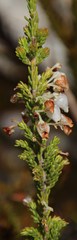 Erica glomiflora