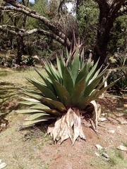 Agave gentryi