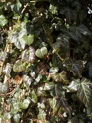Hedera