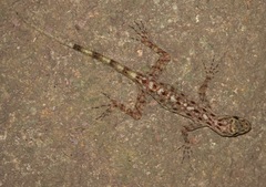 Cnemaspis peninsularis