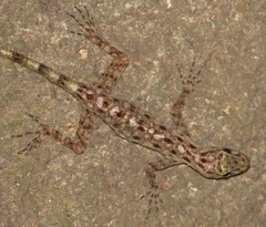 Cnemaspis peninsularis