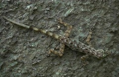 Cnemaspis peninsularis