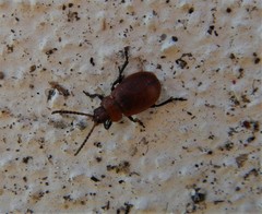 Galeruca rufa