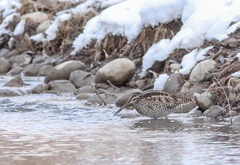Gallinago solitaria