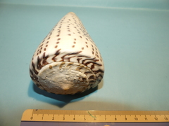 Conus leopardus