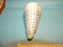Conus leopardus
