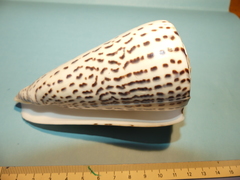 Conus leopardus