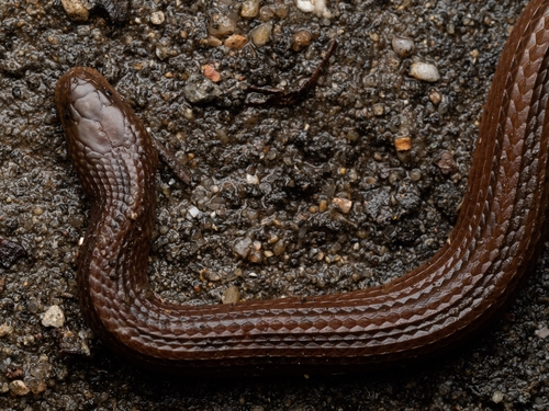 Chinese Mountain Keelback
