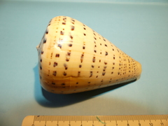Conus betulinus