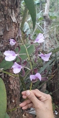 Encyclia cordigera