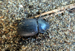 Scotobius ovalis
