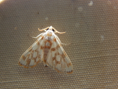 Obtusipalpis pardalis